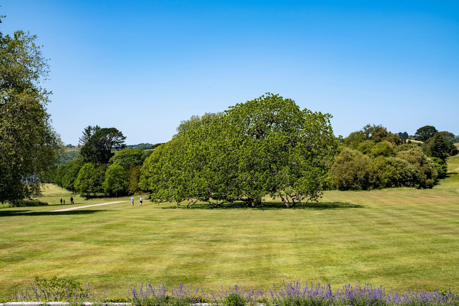 A striped lawn and mature trees under a clear blue sky.